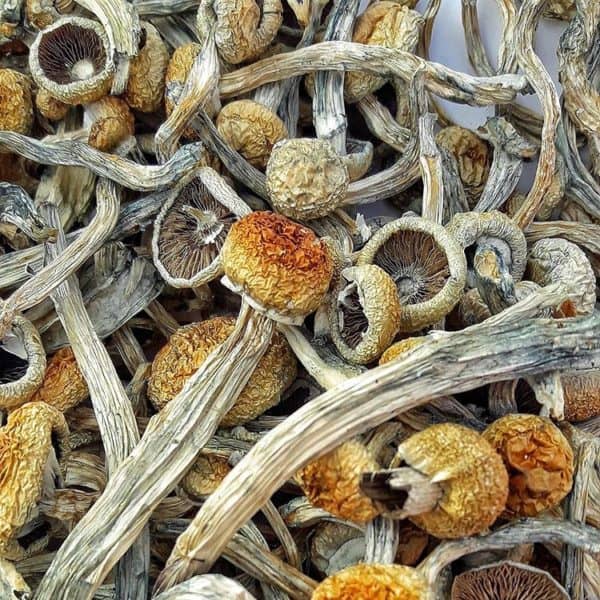 psilocybe Tempensis