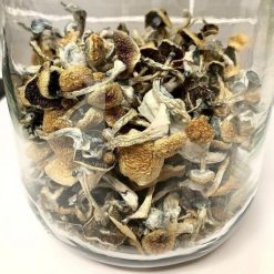 Buy Psilocybe Azurenscens Online