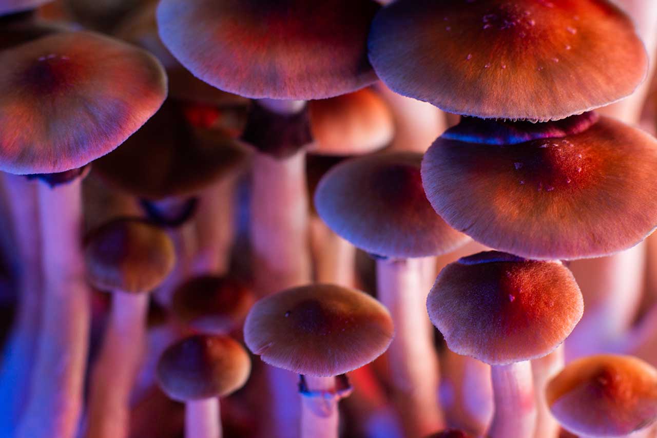 Where Can You (Legally) Buy Magic Mushrooms?