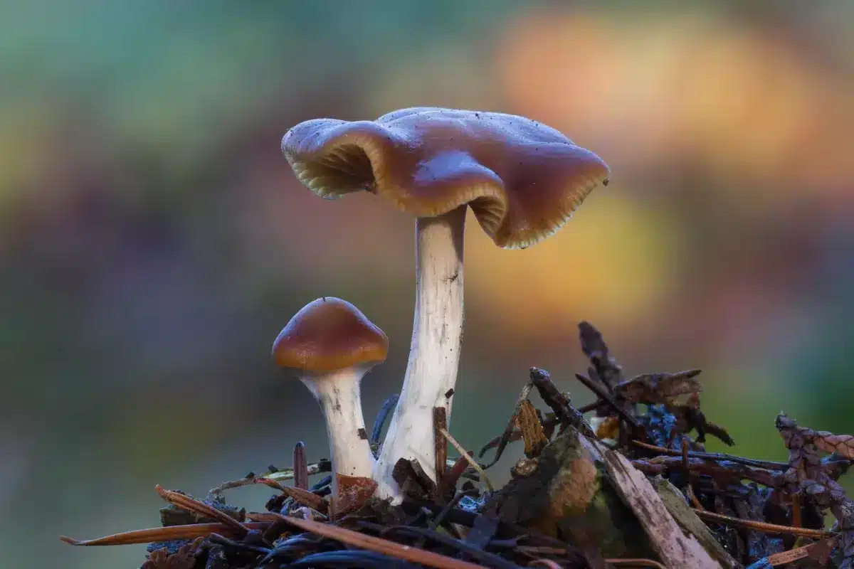 Why Microdosing Mushrooms is Becoming Mainstream